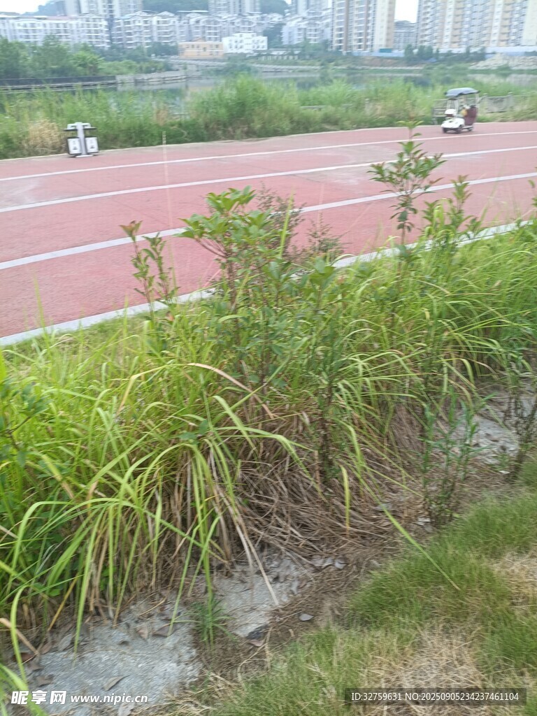 跑道旁的茂盛绿植