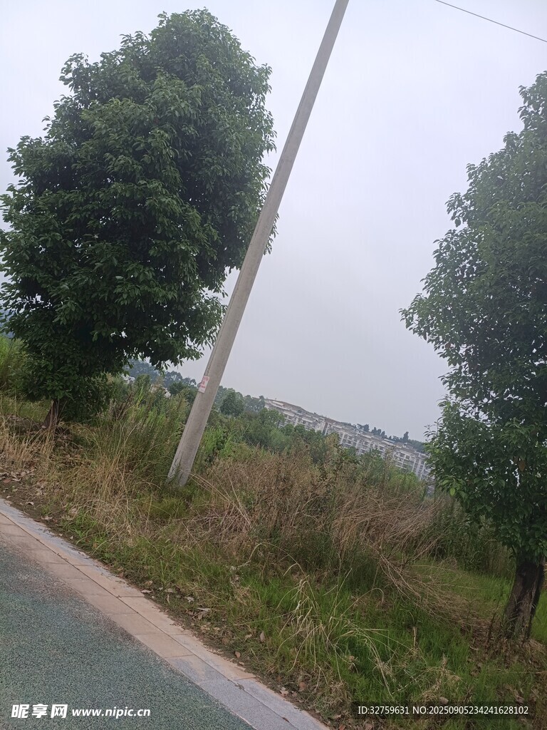 乡村路旁绿树与电线杆