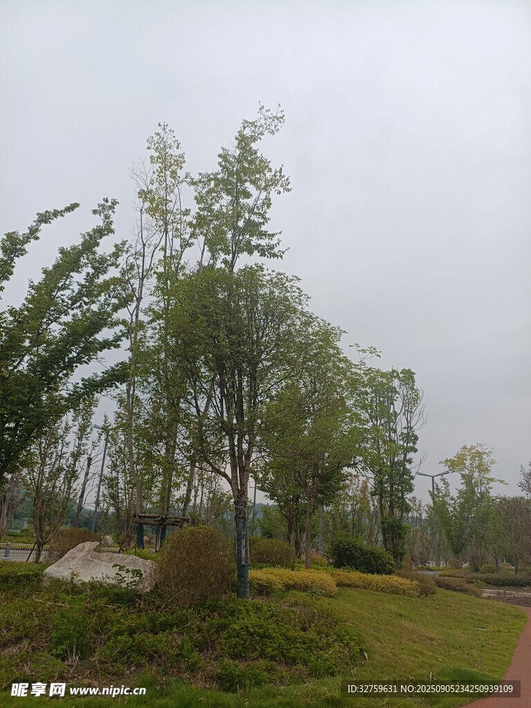 雨中葱郁的树林景观