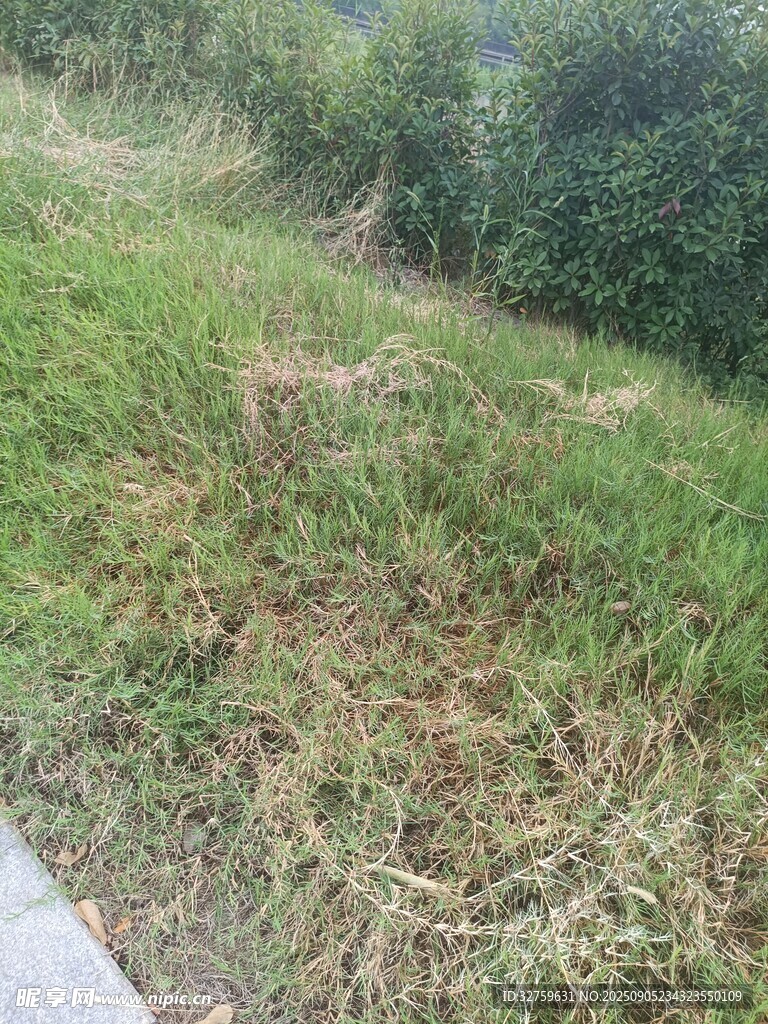 路边绿意盎然的草地