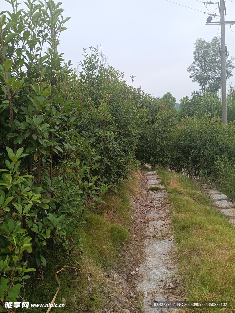乡间泥泞小道 