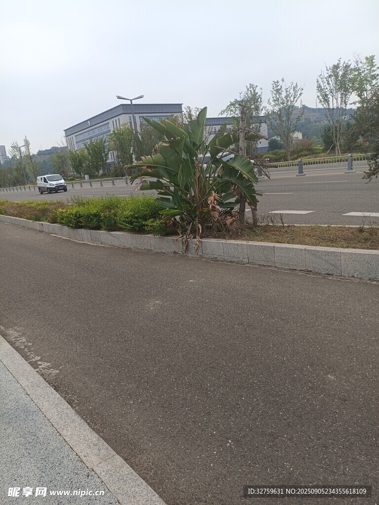 宽阔道路旁的绿植与建筑