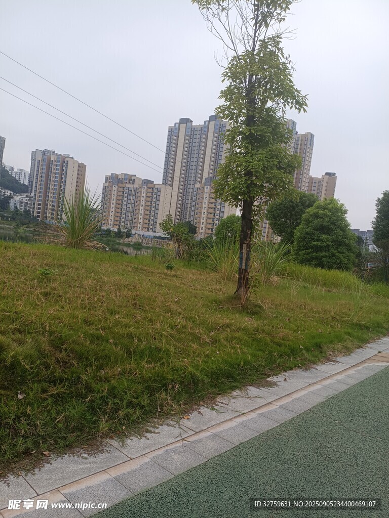 城市路边的绿植与远景建筑