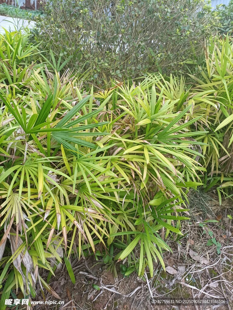 翠绿丛生植物景观