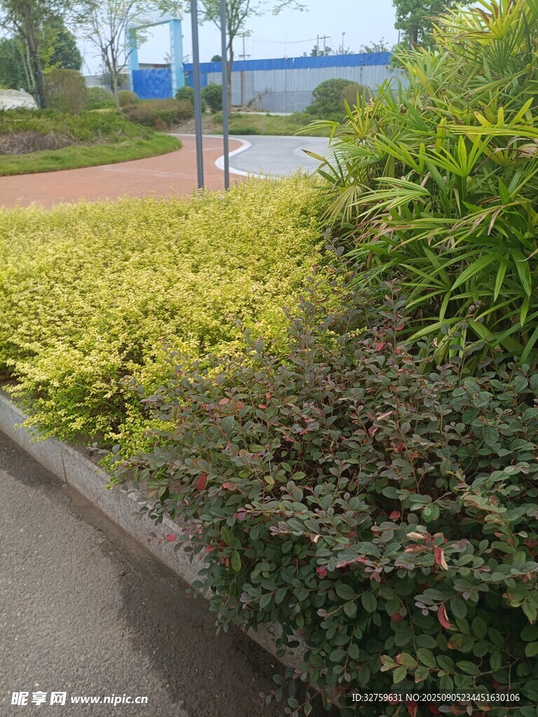 路边多彩绿植景观