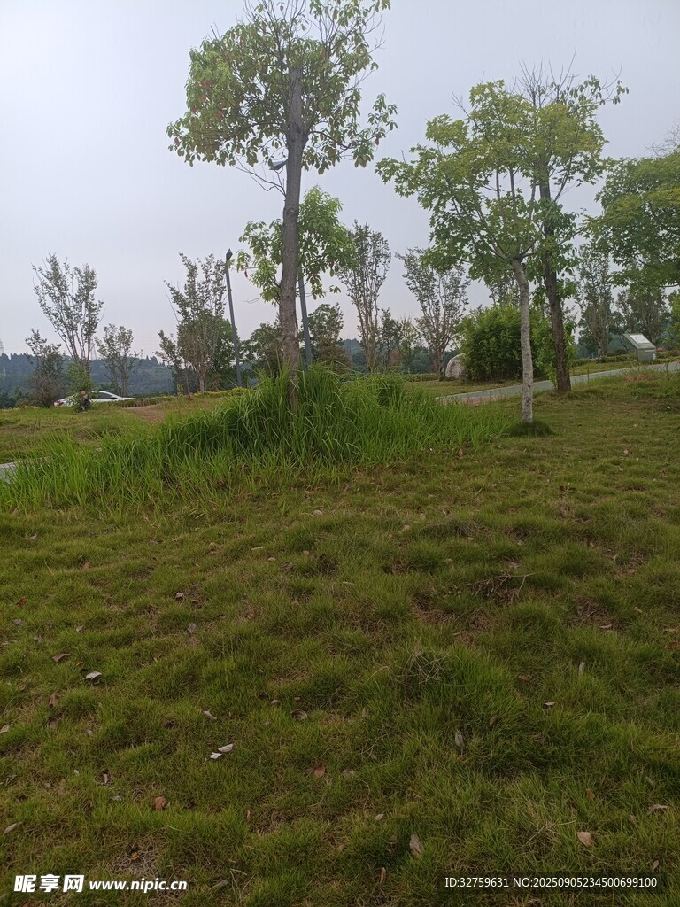 绿意盎然的户外草地景观