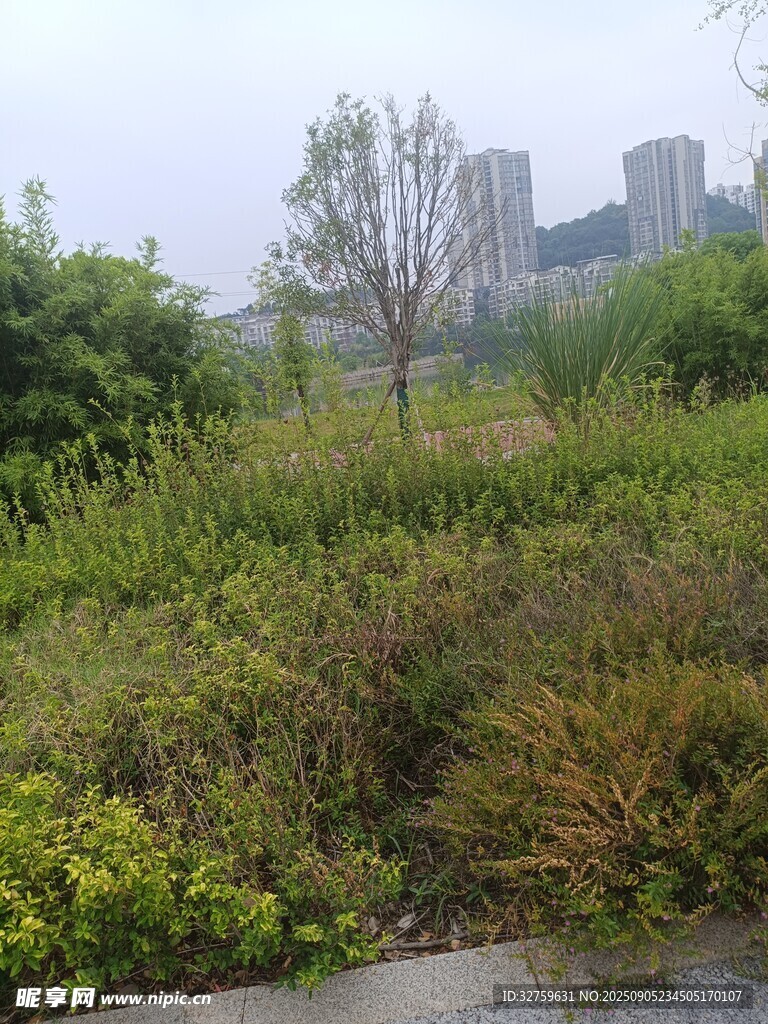 城市边的绿植景观