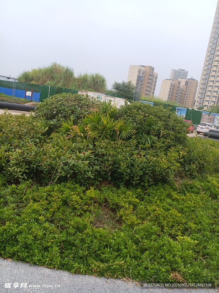 城市中茂盛的绿色灌木丛
