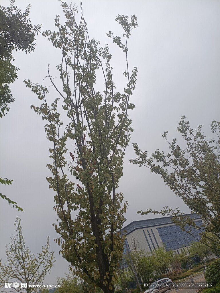 户外绿树景观