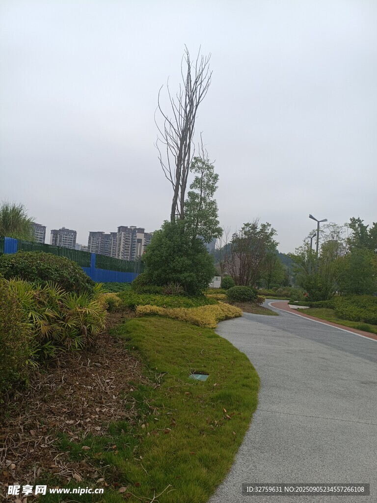乡间小路旁的绿植与孤树