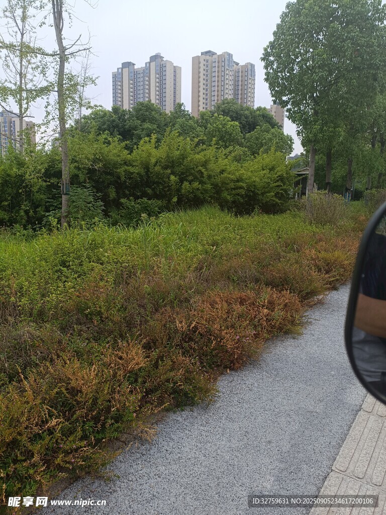 路边绿植景观