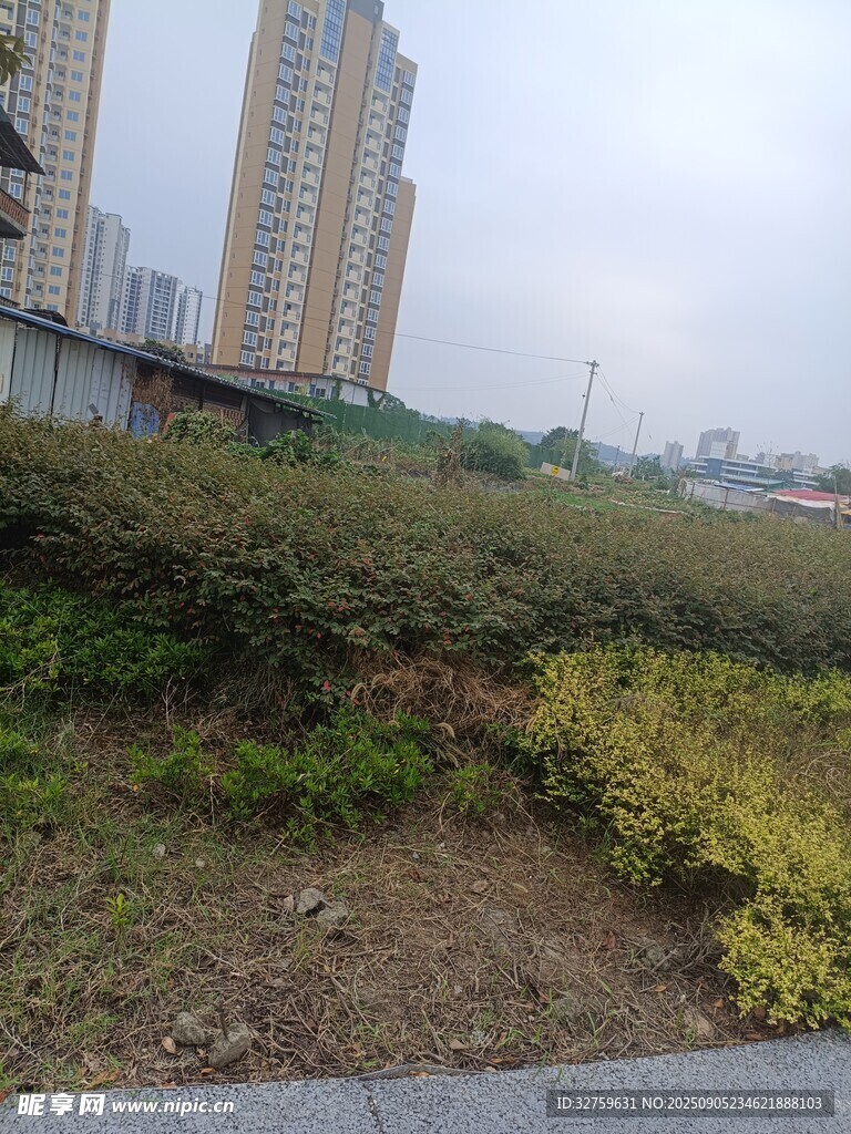 城市边的绿植与高楼景观