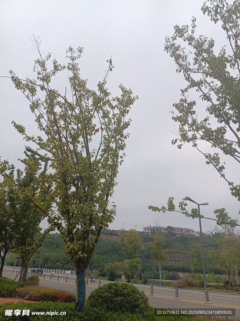 户外绿树成荫的自然景致