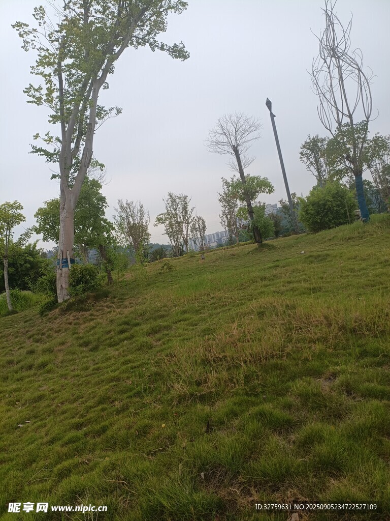 绿意盎然的户外草地景观