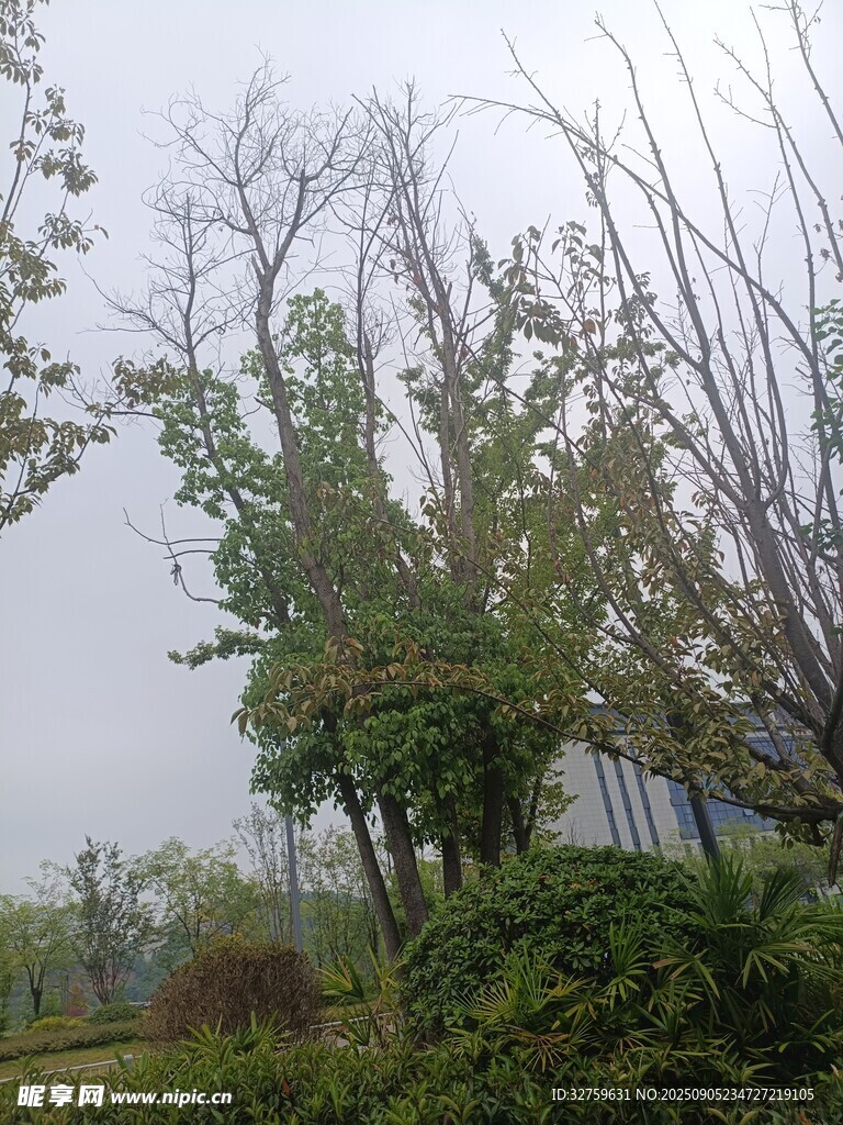 户外树林中的自然景致