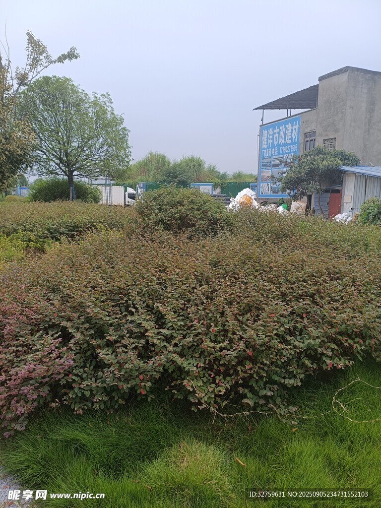 户外绿植景观