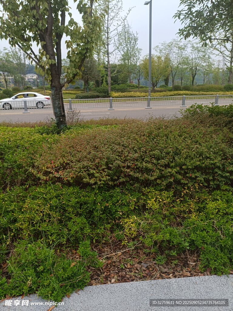 城市路边绿植景观