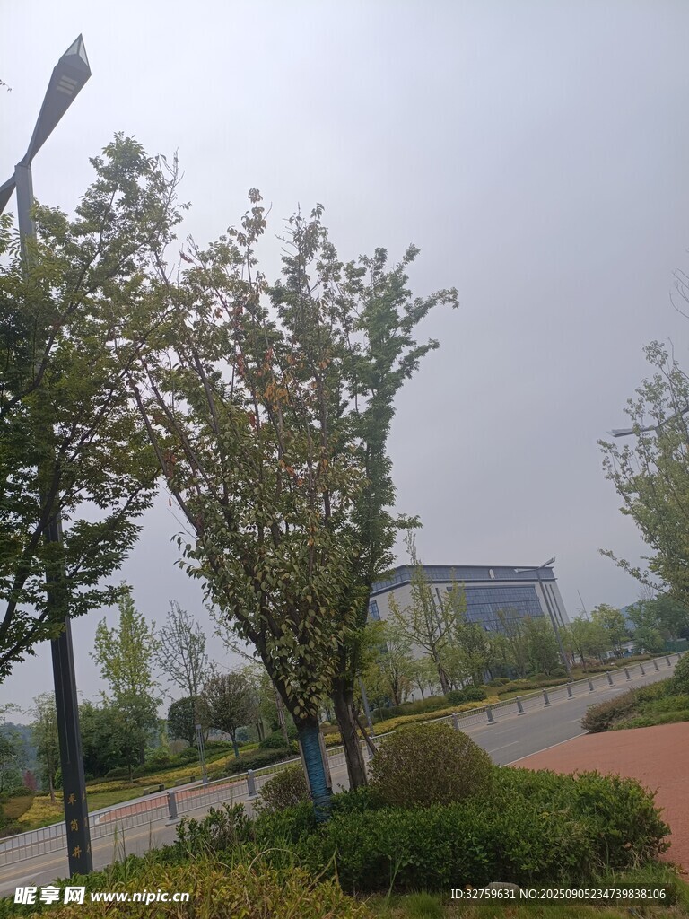 城市道路旁的绿树景观