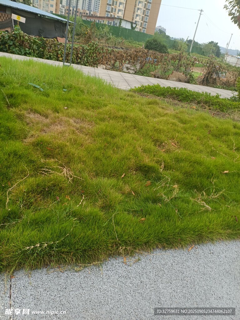 路边草地景观