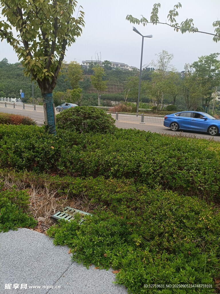 路边绿植景观