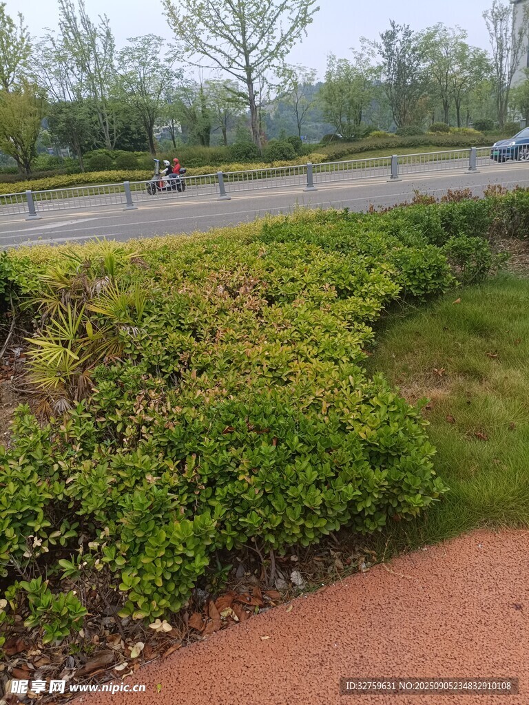 路边绿植景观