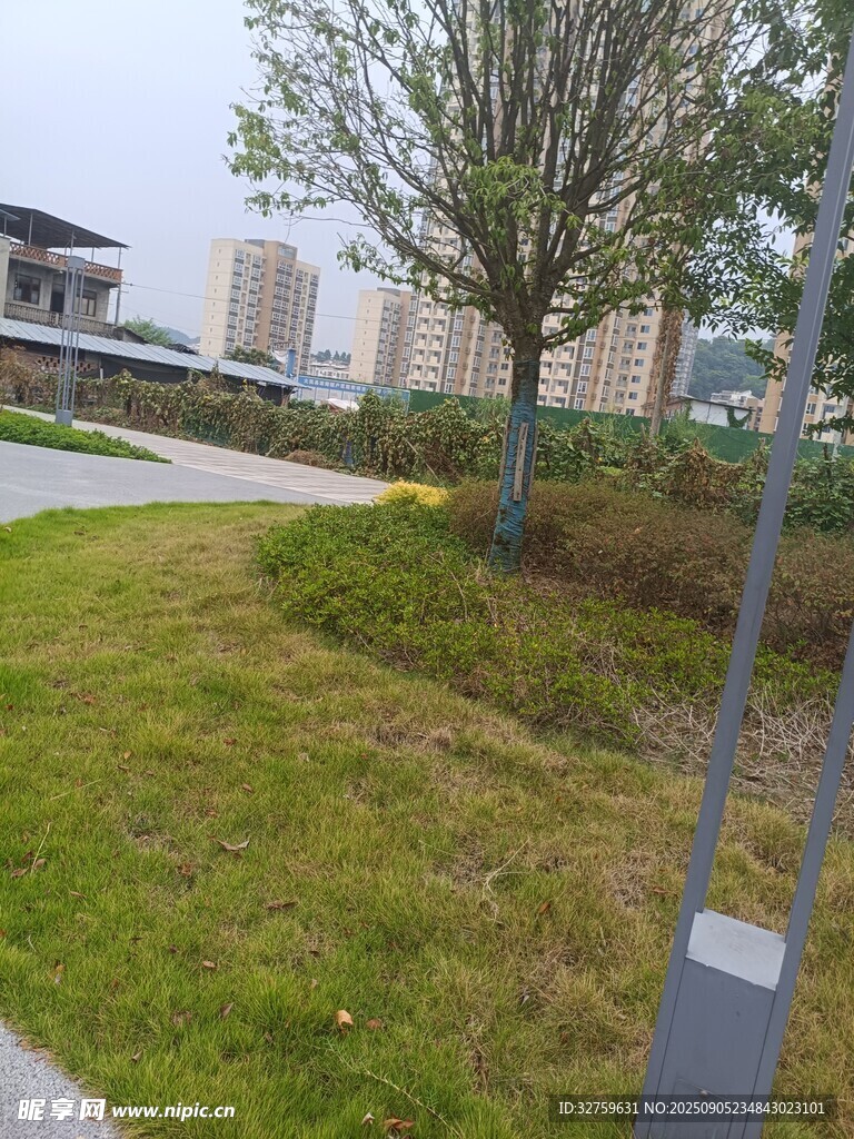 城市绿地中的树木与小径