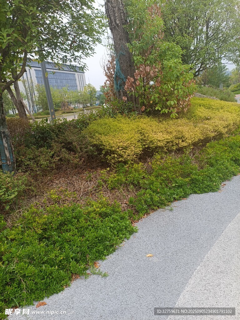 路边绿意盎然的自然景致