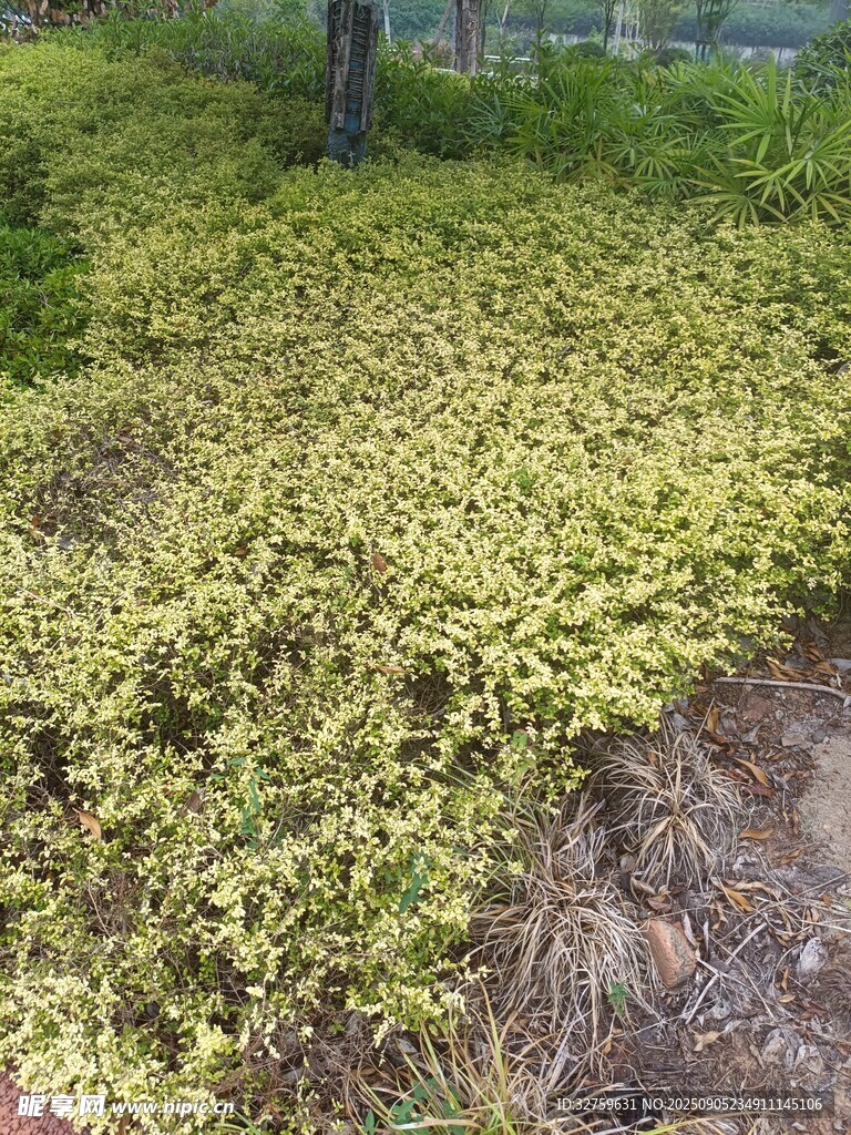 林间繁茂的黄绿色地被植物