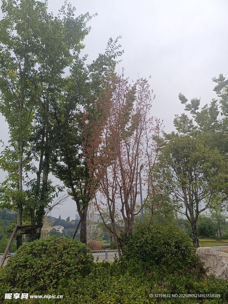 户外绿树与植被景观