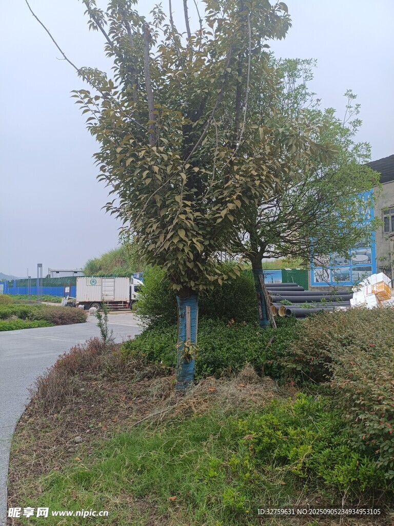 路边绿植景观