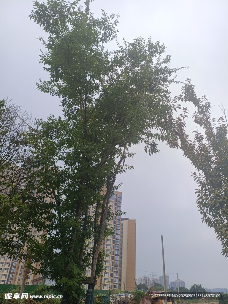 城市中挺拔的绿树