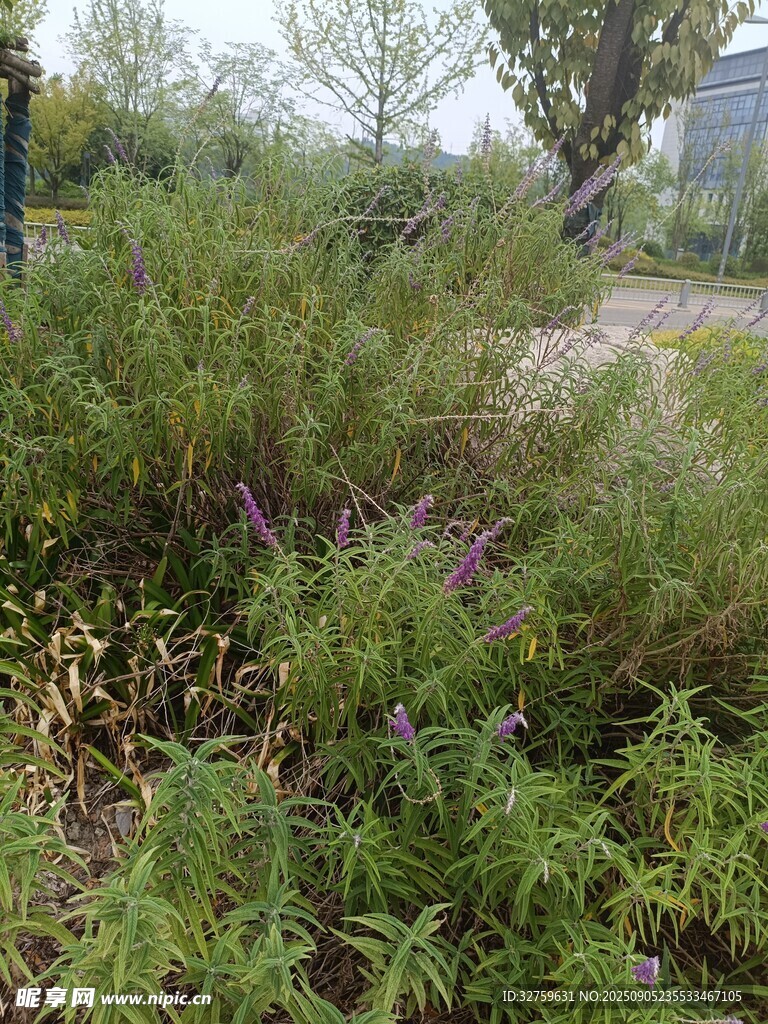 野外繁茂绿植景观
