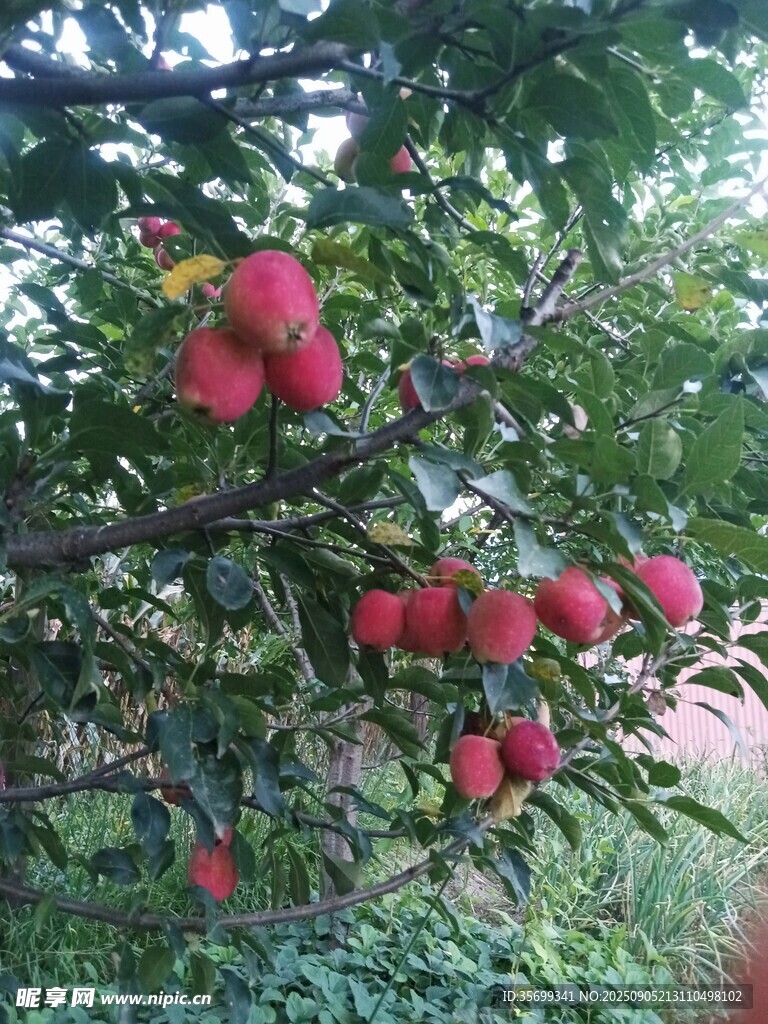 枝头硕果累累的红苹果