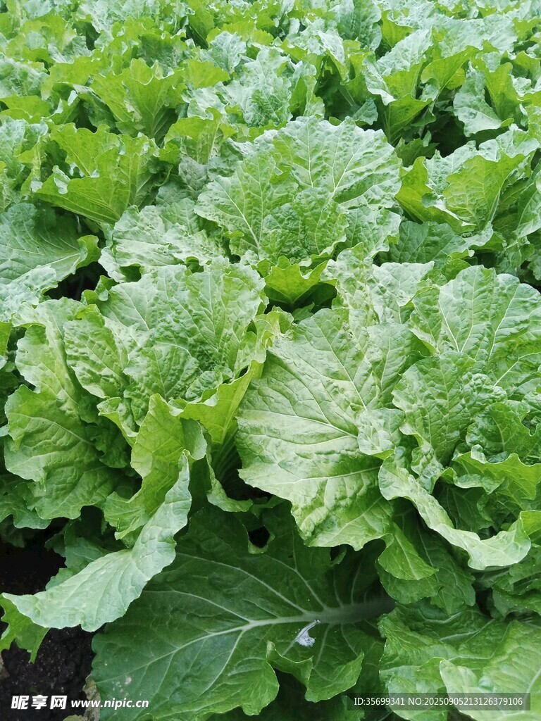 鲜嫩绿叶白菜种植景象