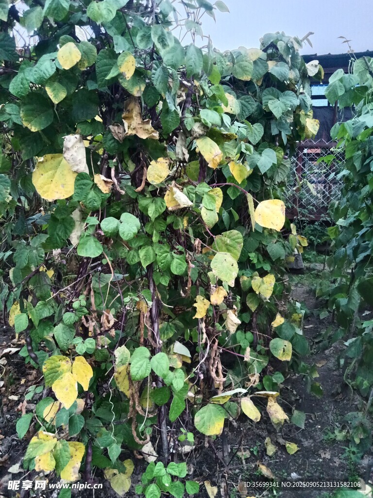 爬满绿叶的植物