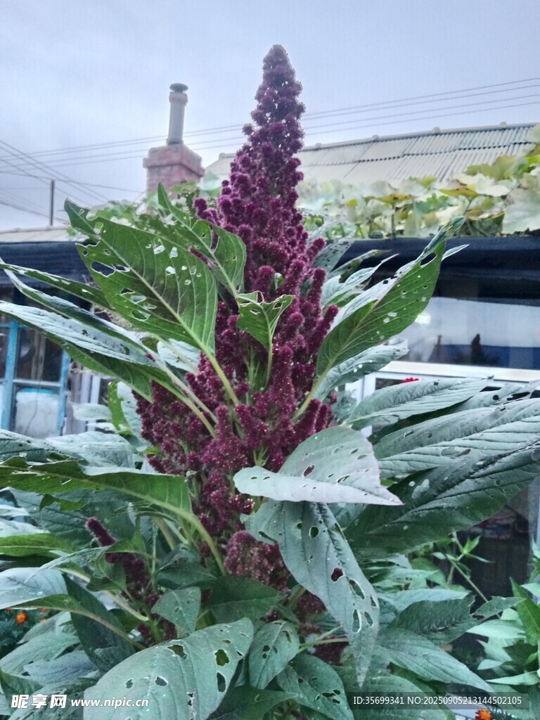 高大繁茂的红色藜麦植株