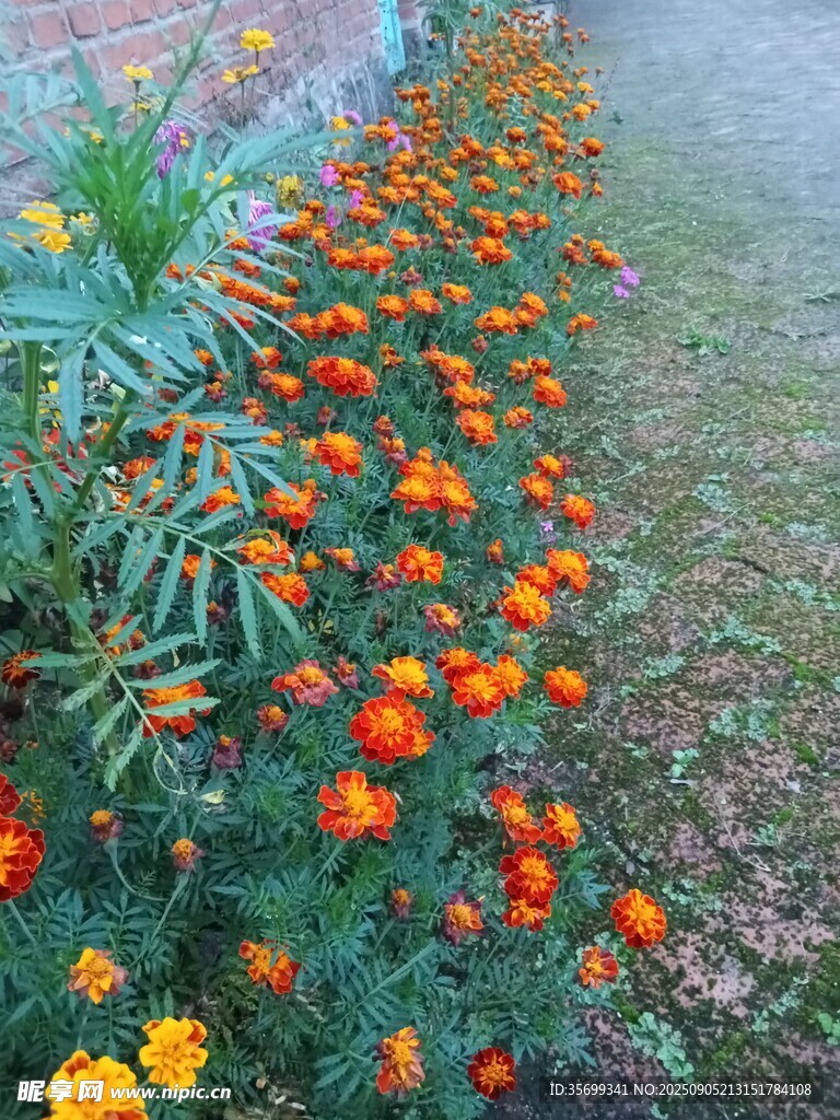 雾中绽放的多彩万寿菊