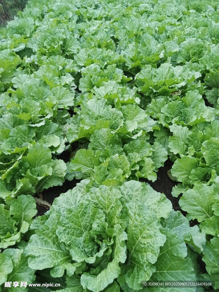翠绿白菜
