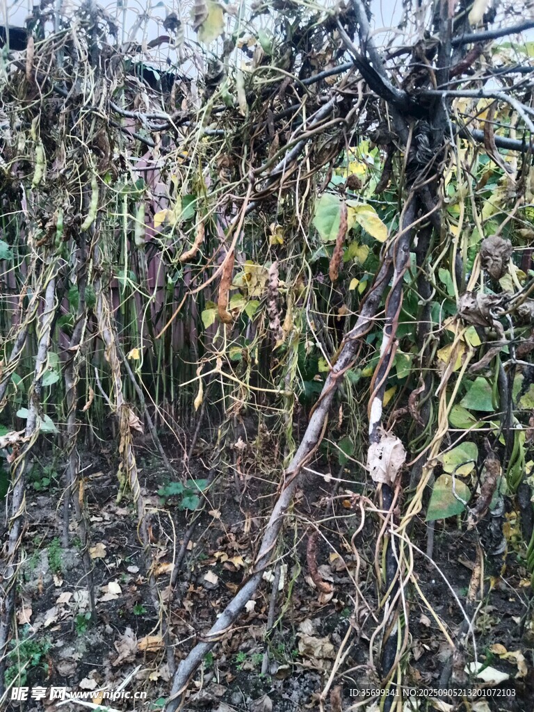 野外杂乱丛生的藤蔓植物