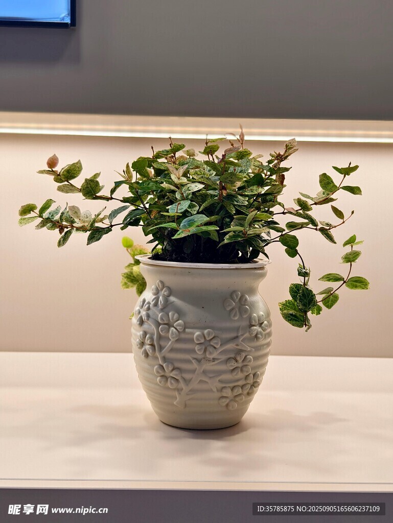 古朴花盆中的翠绿植物