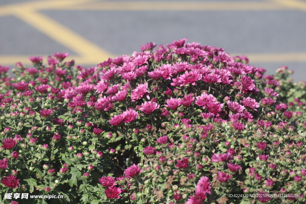 翠菊