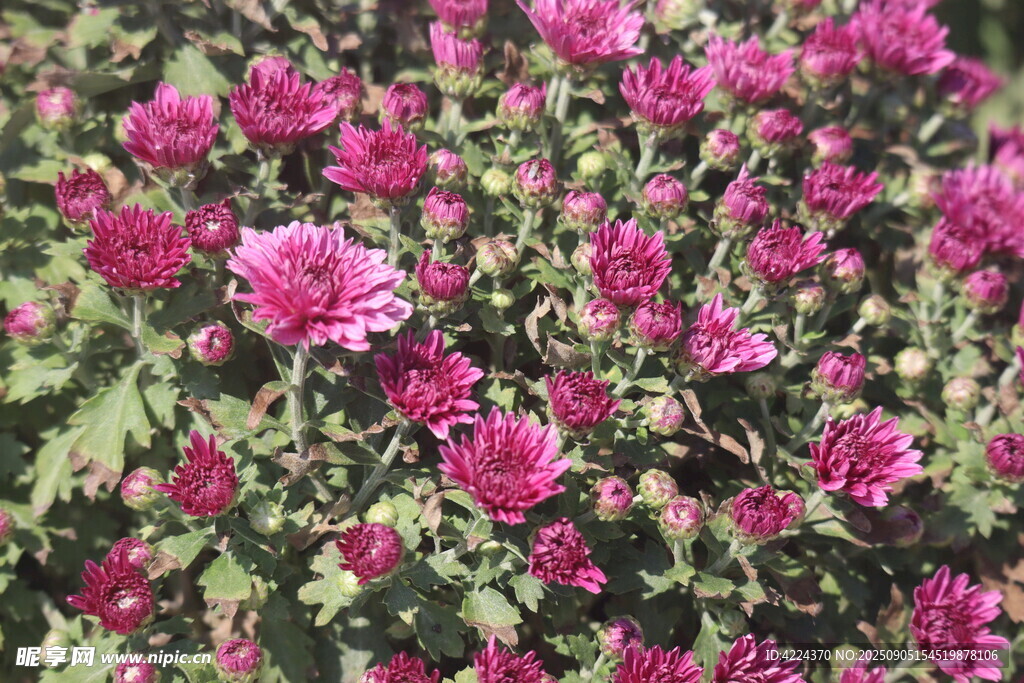 翠菊