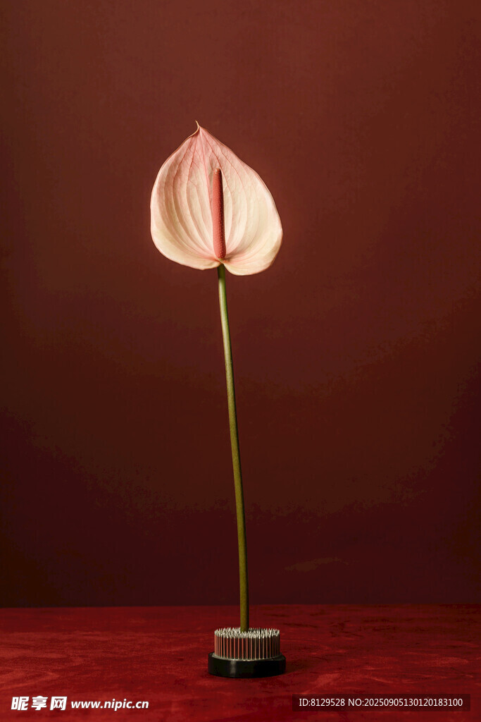 红掌花卉特写