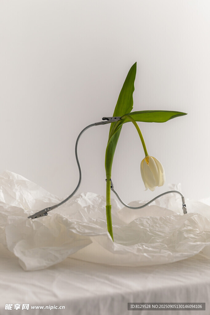 简约线条风绿植摆件艺术