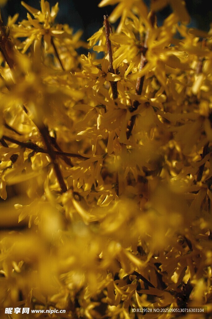 金黄树叶树枝特写画面