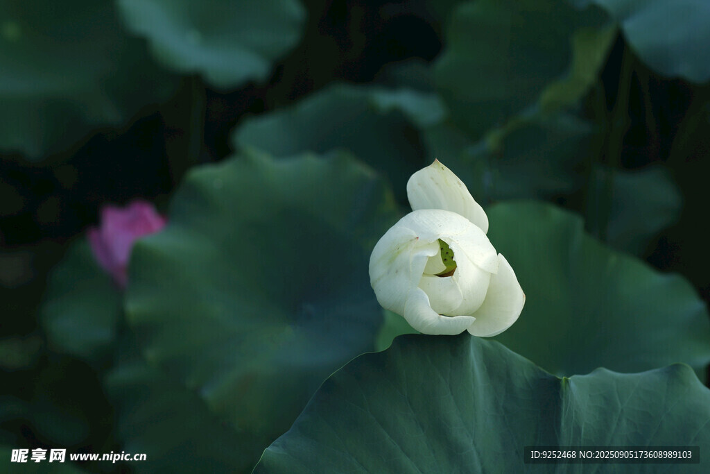 花苞 荷花