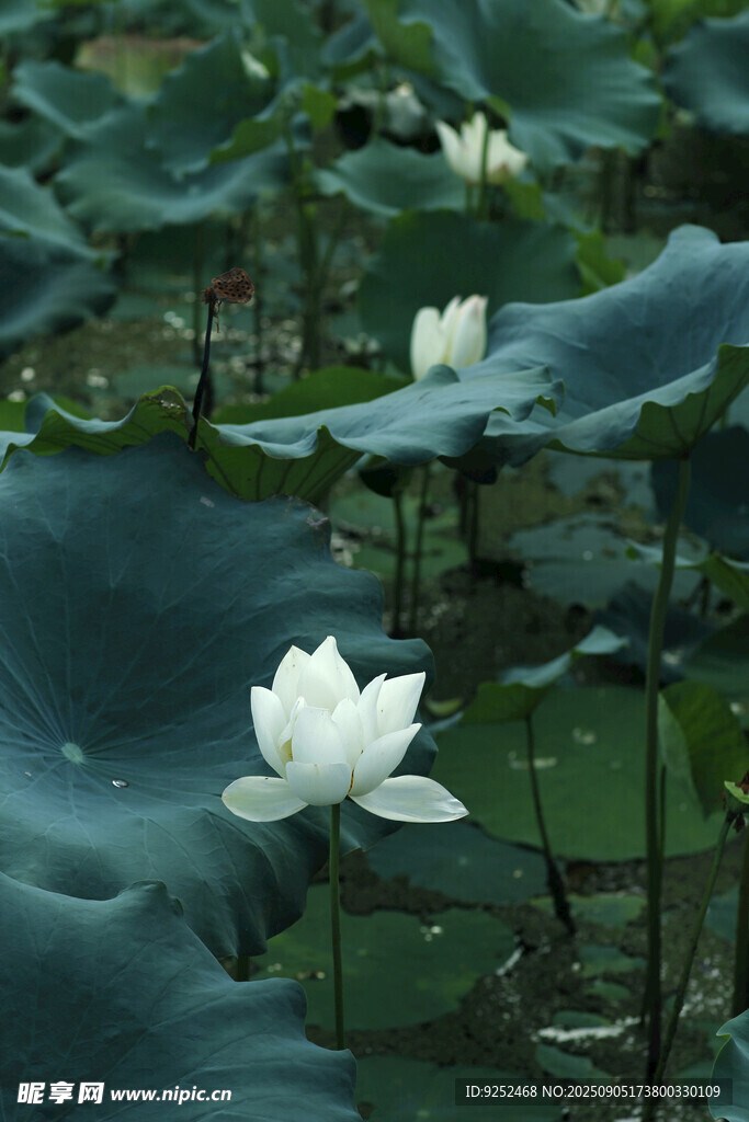 荷花 荷塘