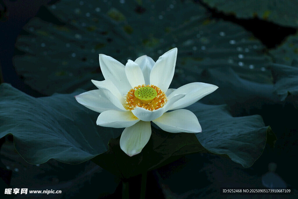 白花 莲花