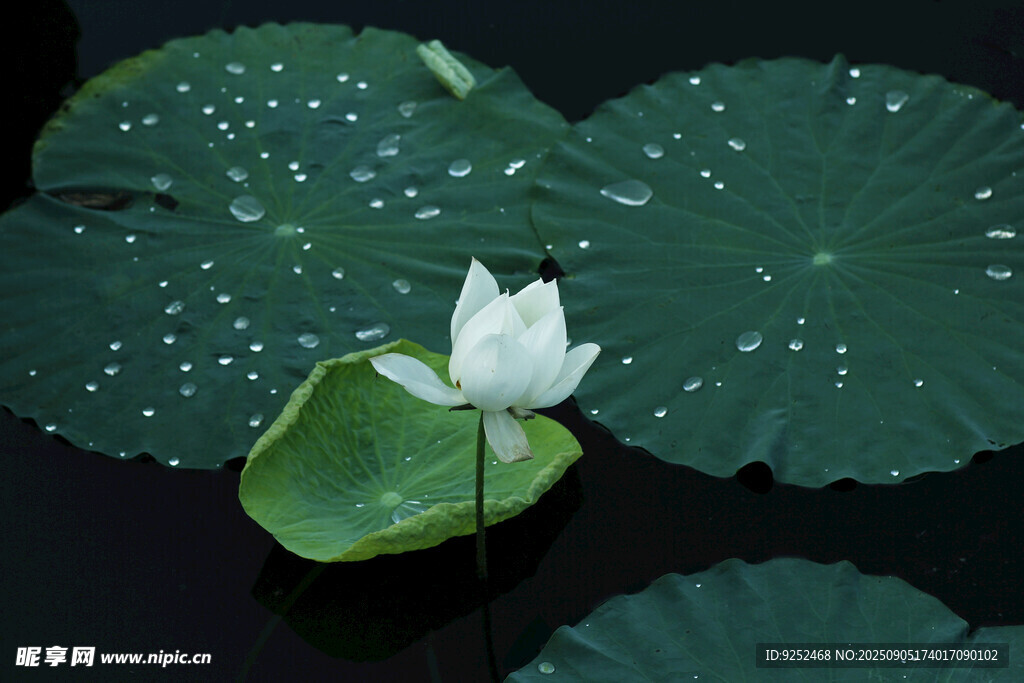  白荷 水珠