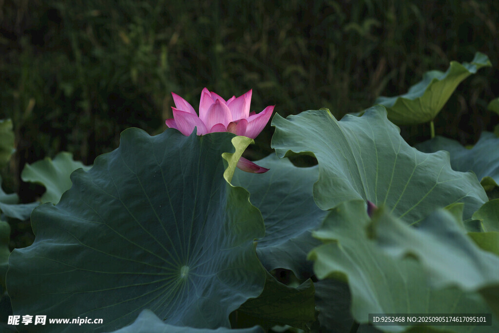  荷花